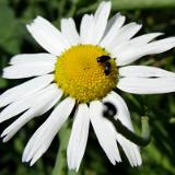 1307G 031 Insel Fehmarn